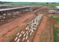 A expectativa é receber cerca de 58 mil declarações de propriedades, com aproximadamente 12 milhões de animais. Foto - Cristânia Barbosa / Governo do Tocantins.