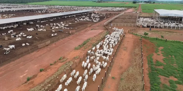 A expectativa é receber cerca de 58 mil declarações de propriedades, com aproximadamente 12 milhões de animais. Foto - Cristânia Barbosa / Governo do Tocantins.