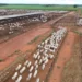 A expectativa é receber cerca de 58 mil declarações de propriedades, com aproximadamente 12 milhões de animais. Foto - Cristânia Barbosa / Governo do Tocantins.