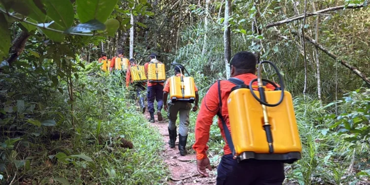 Equipe da Defesa Civil percorre trilha no Parque Cesamar durante treinamento de preparação física e operacional para combate a incêndios florestais - Foto: Divulgação