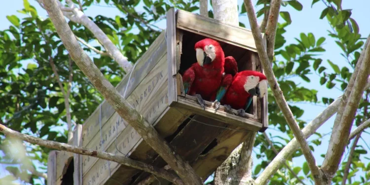 Créditos: Cetas Porto Seguro/Ibama