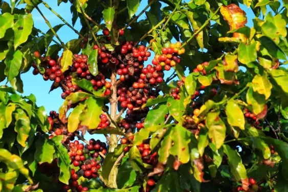 Março se encerrou com movimentos distintos para os preços dos cafés arábica e robusta — Foto: AEN/Arquivo
