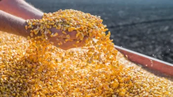 Projeto tem como objetivo elevar a produtividade agrícola local, contribuindo para a autossuficiência da Nigéria na produção de sementes de milho — Foto: Canva/Creative Commons