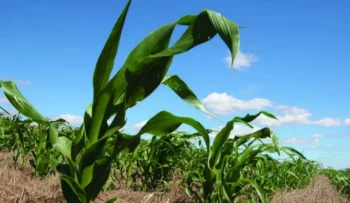 Em Goiás, cerca de 70% da área deve ser plantada fora da janela considerada ideal, aumentando o risco climático — Foto: Paulo Kurtz/Embrapa