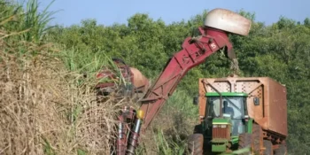 No Norte e Nordeste, safra de cana tem sido marcada por chuvas irregulares e alternância climática acima da média — Foto: José Roberto Miranda/Embrapa