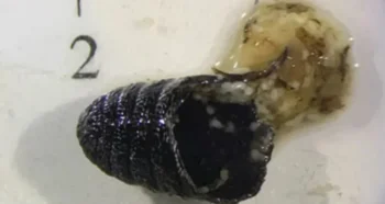 Ilias P. Kioulos, Emmanouil Kokkas e Evangelia-Theophano Piperaki