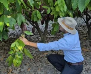 A qualificação, promovida pela Adab, conta com aulas teóricas e práticas sobre a praga monilíase do cacaueiro
