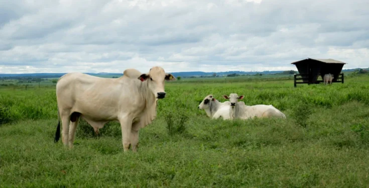 A medida atende às exigências do Chile e busca garantir a manutenção da comercialização da carne tocantinense naquele mercado.