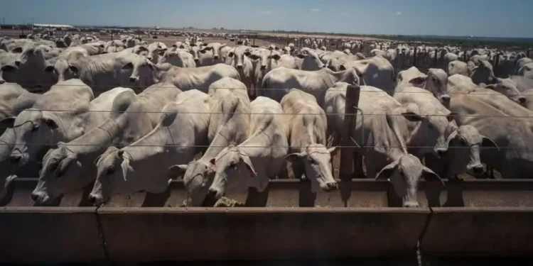 No Brasil, a disponibilidade de gado continua ajustada, forçando a formação de preços maiores — Foto: Wenderson Araujo/CNA