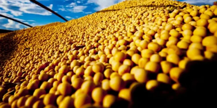 O preço da soja opera em leve alta nesta manhã — Foto: R.R. Rufino/Embrapa