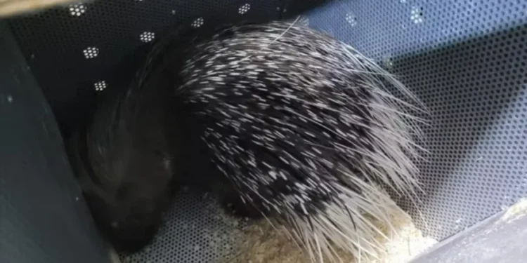 Porco-espinho africano veio da França para o Brasil — Foto: Vigiagro/Divulgação