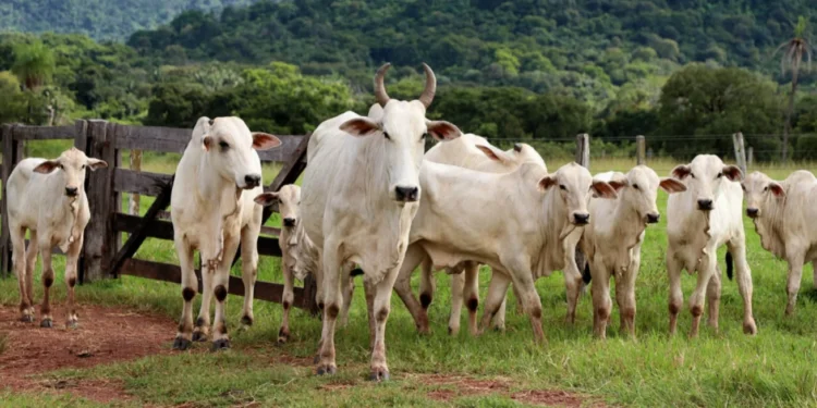 Crédito das fotos: Aldemar Ribeiro/Governo do Tocantins