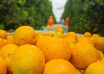 Déficit hídrico, alta incidência de greening e colheita tardia reduziram potencial da safra de laranja — Foto: Fundecitrus / Divulgação