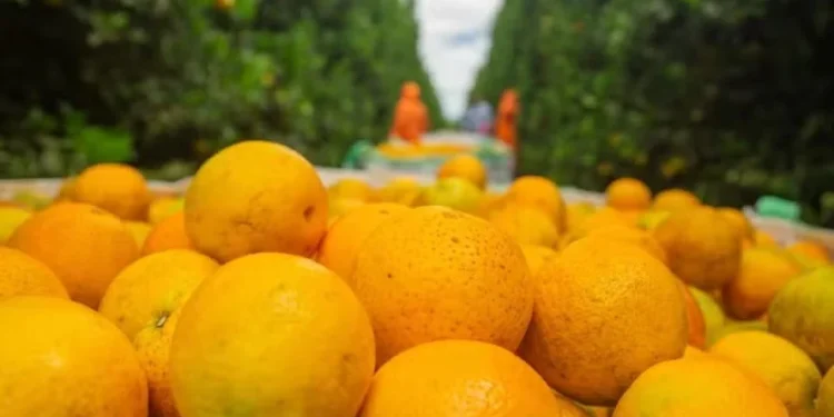 Déficit hídrico, alta incidência de greening e colheita tardia reduziram potencial da safra de laranja — Foto: Fundecitrus / Divulgação