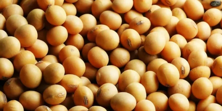 Chance de chuva sobre as principais regiões produtoras dos Estados Unidos limita as altas da soja — Foto: Fundação Solidaridad