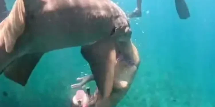 Reprodução/Nego Noronha