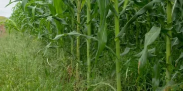 Milho na Lagoa do Sino: meta é criar protocolo de produção em larga escala — Foto: Rogerio Vieira/Valor