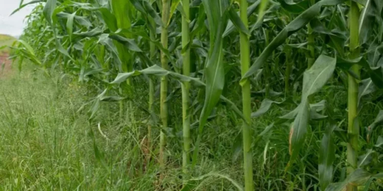 Milho na Lagoa do Sino: meta é criar protocolo de produção em larga escala — Foto: Rogerio Vieira/Valor