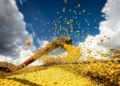 A Conab prevê uma nova produção recorde para a soja, de 179,2 milhões de toneladas, 4,5% maior do que na safra 2024/25. — Foto: Wenderson Araujo/CNA