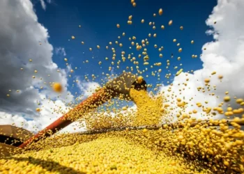 A Conab prevê uma nova produção recorde para a soja, de 179,2 milhões de toneladas, 4,5% maior do que na safra 2024/25. — Foto: Wenderson Araujo/CNA