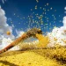 A Conab prevê uma nova produção recorde para a soja, de 179,2 milhões de toneladas, 4,5% maior do que na safra 2024/25. — Foto: Wenderson Araujo/CNA