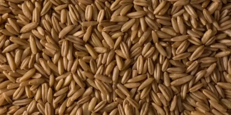 No mercado externo, as cotações futuras do trigo recuaram nas bolsas norte-americanas — Foto: evening_tao/Freepik