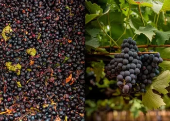Mistura de uva e açaí em suco é a grande aposta da Timbaúba para os próximos anos — Foto: Timbaúba/Divulgação