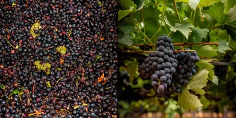 Mistura de uva e açaí em suco é a grande aposta da Timbaúba para os próximos anos — Foto: Timbaúba/Divulgação