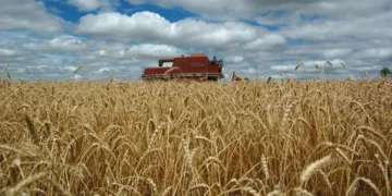 Colheita deve ter queda de 16% em relação ao ciclo anterior, segundo a Conab — Foto: Fernando Dias/Seapi
