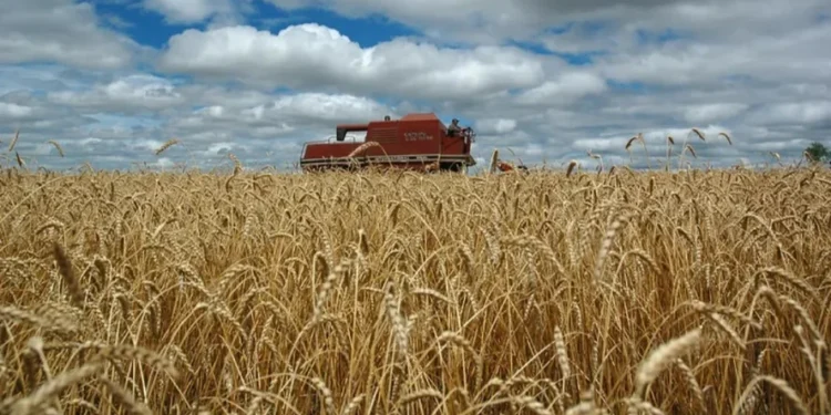 Colheita deve ter queda de 16% em relação ao ciclo anterior, segundo a Conab — Foto: Fernando Dias/Seapi