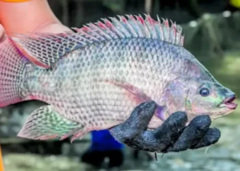 A maior procura concentrou-se em peixes inteiros destinados às feiras — Foto: UEL/AEN