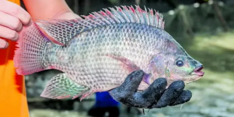 A maior procura concentrou-se em peixes inteiros destinados às feiras — Foto: UEL/AEN