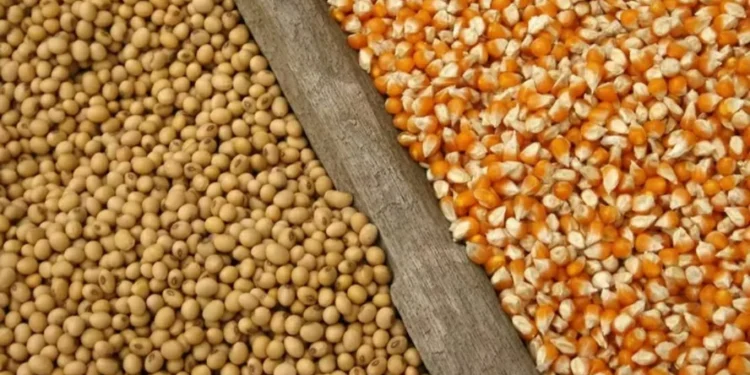 Cotações dos grãos sobem nesta sessão — Foto: iStock/Mapa