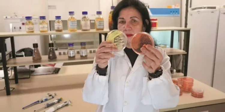 Pesquisa com microrganismo rendeu a Mariangela Hungria vários reconhecimentos internacionais — Foto: Luciano Pascoal