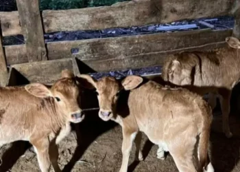 Foto: Arquivo Pessoal