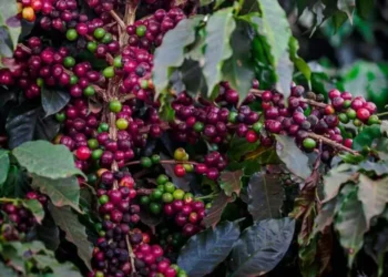 O projeto piloto reuniu 12 produtores de café, abrangendo uma área de 43,27 hectares — Foto: Wenderson Araújo/ CNA
