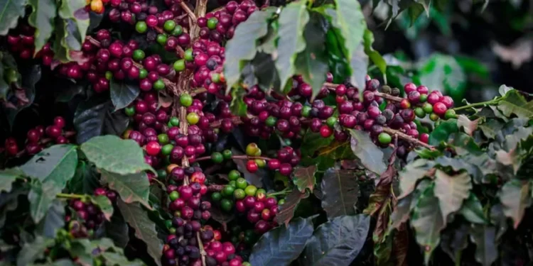 O projeto piloto reuniu 12 produtores de café, abrangendo uma área de 43,27 hectares — Foto: Wenderson Araújo/ CNA