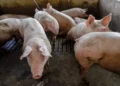 Os atuais preços do suíno vivo são os menores desde março de 2022, em termos reais — Foto: Roberto Dziura Jr/AEN