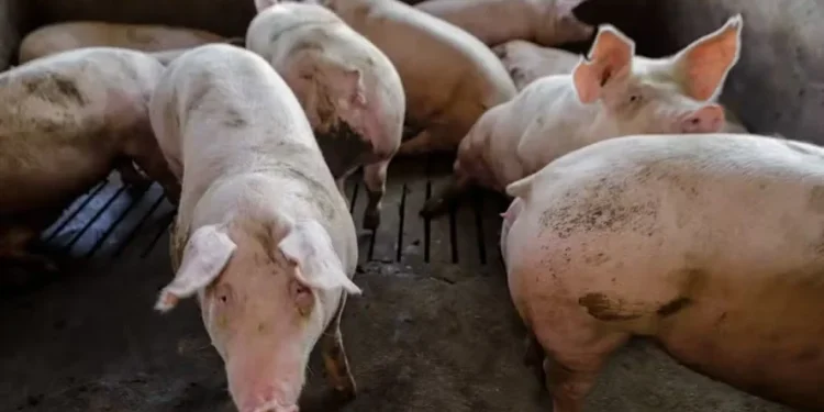 Os atuais preços do suíno vivo são os menores desde março de 2022, em termos reais — Foto: Roberto Dziura Jr/AEN