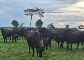 Frigoríficos passam a relatar para um posicionamento mais confortável em suas escalas de abate de animais — Foto: José Florentino/Globo Rural