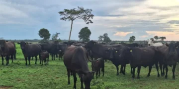 Frigoríficos passam a relatar para um posicionamento mais confortável em suas escalas de abate de animais — Foto: José Florentino/Globo Rural