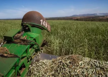 Colheita de cana-de-açúcar deve alcançar 673,2 milhões de toneladas — Foto: Wenderson Araujo/CNA