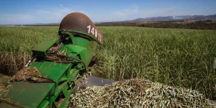 Colheita de cana-de-açúcar deve alcançar 673,2 milhões de toneladas — Foto: Wenderson Araujo/CNA