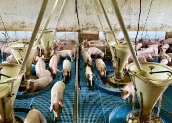 Práticas de bem-estar diminuíram mortalidade de leitões, doenças e perdas ao longo do processo — Foto: Divulgação/Auma Agronegócios