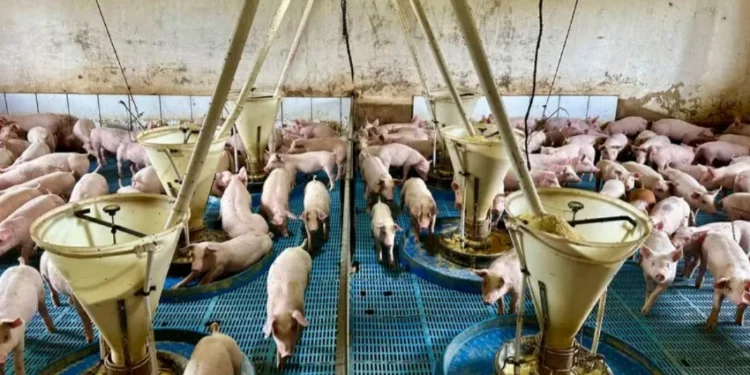 Práticas de bem-estar diminuíram mortalidade de leitões, doenças e perdas ao longo do processo — Foto: Divulgação/Auma Agronegócios