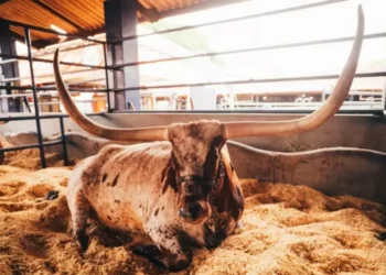 Bovino da raça exposto na ExpoLondrina, no Paraná — Foto: Leonardo Orcini - Sociedade Rural do Paraná