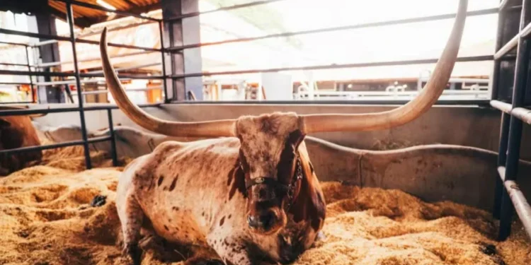 Bovino da raça exposto na ExpoLondrina, no Paraná — Foto: Leonardo Orcini - Sociedade Rural do Paraná