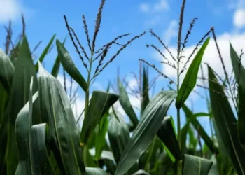 Condições climáticas até o momento alimentam a expectativa de uma safra cheia — Foto: Henry Milleo