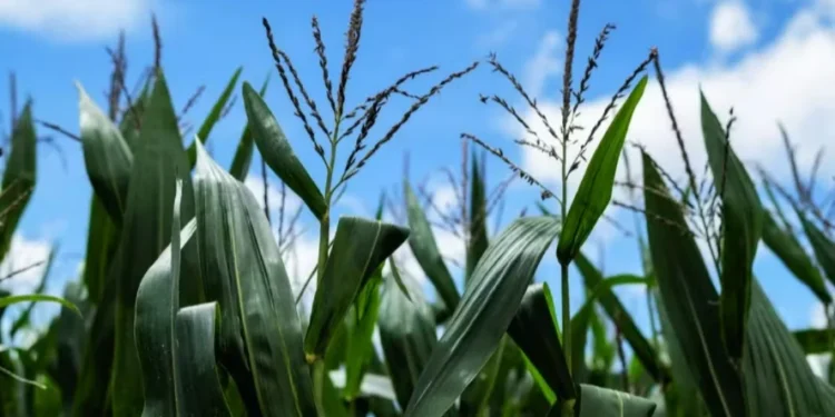 Condições climáticas até o momento alimentam a expectativa de uma safra cheia — Foto: Henry Milleo