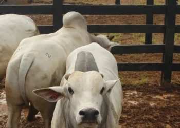 FOTOS: KIW ASSESSORIA